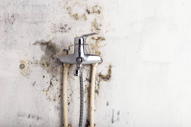 Best Same-Day Mold Removal  in Newton Falls, OH