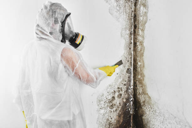 Best Black Mold Removal  in Newton Falls, OH