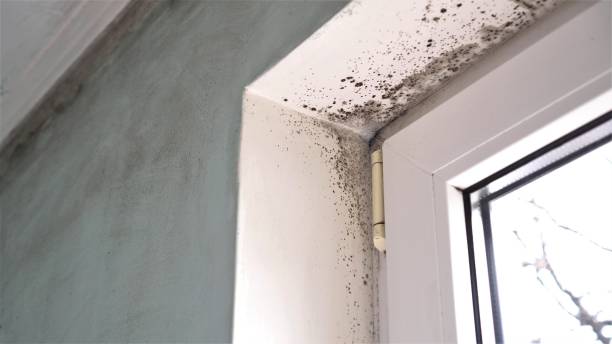 Best Black Mold Removal  in Newton Falls, OH