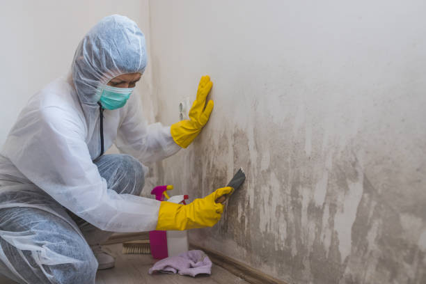 Best Commercial Mold Removal  in Newton Falls, OH