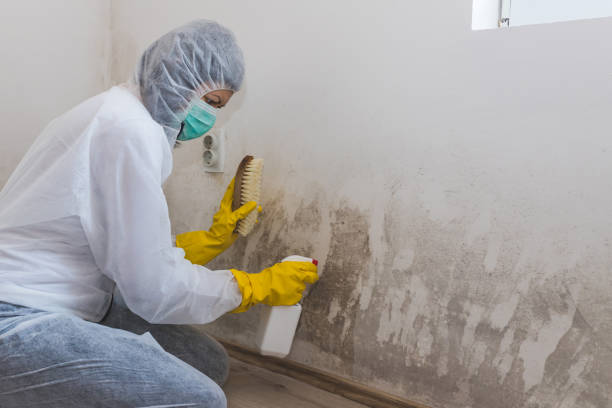 Best Crawl Space Mold Removal  in Newton Falls, OH