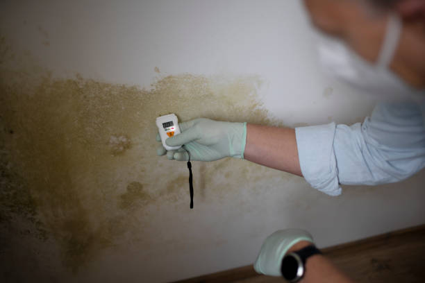 Best Local Mold Removal Service  in Newton Falls, OH