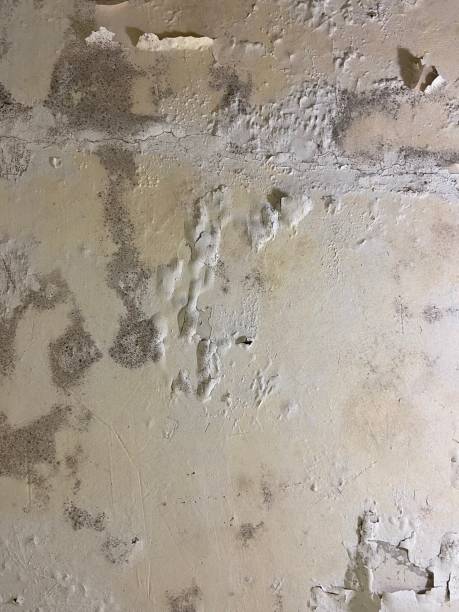 Best Mold Testing  in Newton Falls, OH