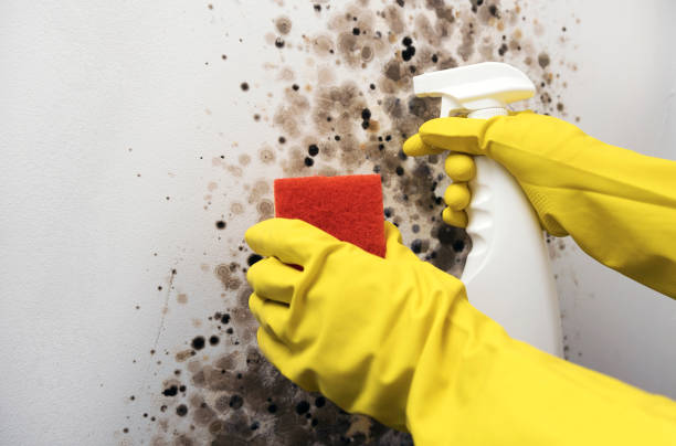 Best Mold Removal Company Near Me  in Newton Falls, OH