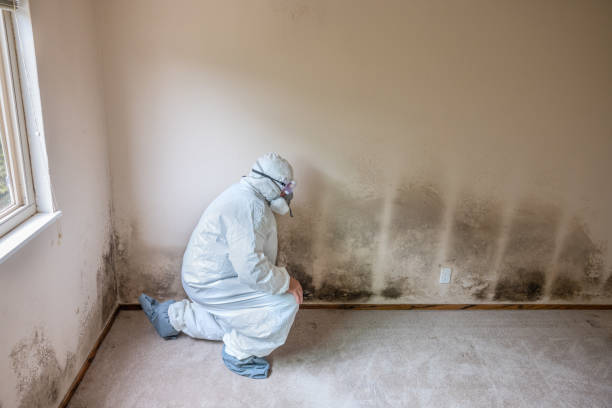 Best Residential Mold Removal  in Newton Falls, OH