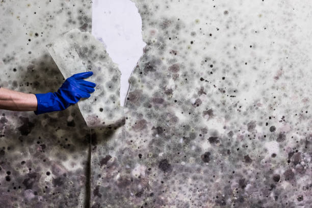 Best Mold Testing  in Newton Falls, OH